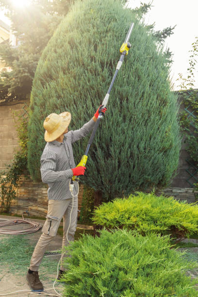 Best Storm Damage Tree Cleanup  in Warm Springs, CA